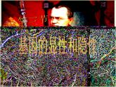人教版八年级下册 生物：7.2.3 基因的显性和隐性 课件 课件