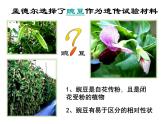 人教版八年级下册 生物：7.2.3 基因的显性和隐性 课件 课件