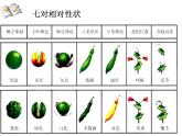 人教版八年级下册 生物：7.2.3 基因的显性和隐性 课件 课件