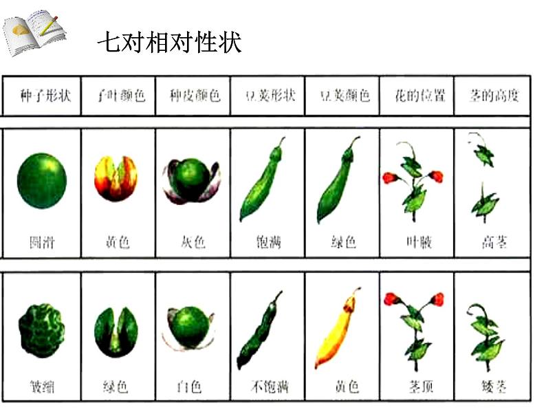 人教版八年级下册 生物：7.2.3 基因的显性和隐性 课件 课件04