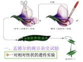 人教版八年级下册 生物：7.2.3 基因的显性和隐性 课件 课件