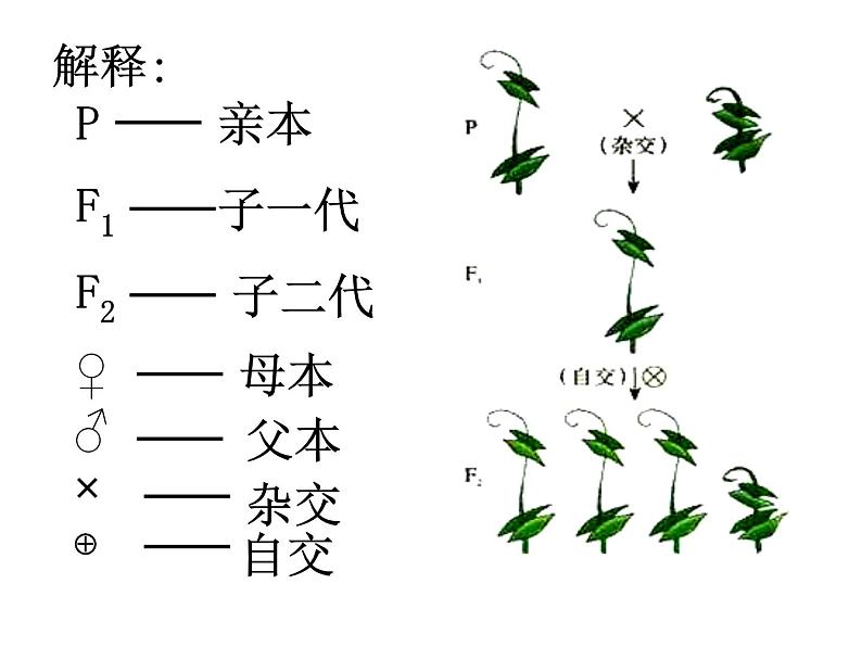 人教版八年级下册 生物：7.2.3 基因的显性和隐性 课件 课件06