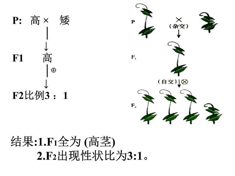 人教版八年级下册 生物：7.2.3 基因的显性和隐性 课件 课件07