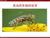 人教版八年级生物下册 7-1 第2节昆虫的生殖和发育 课件