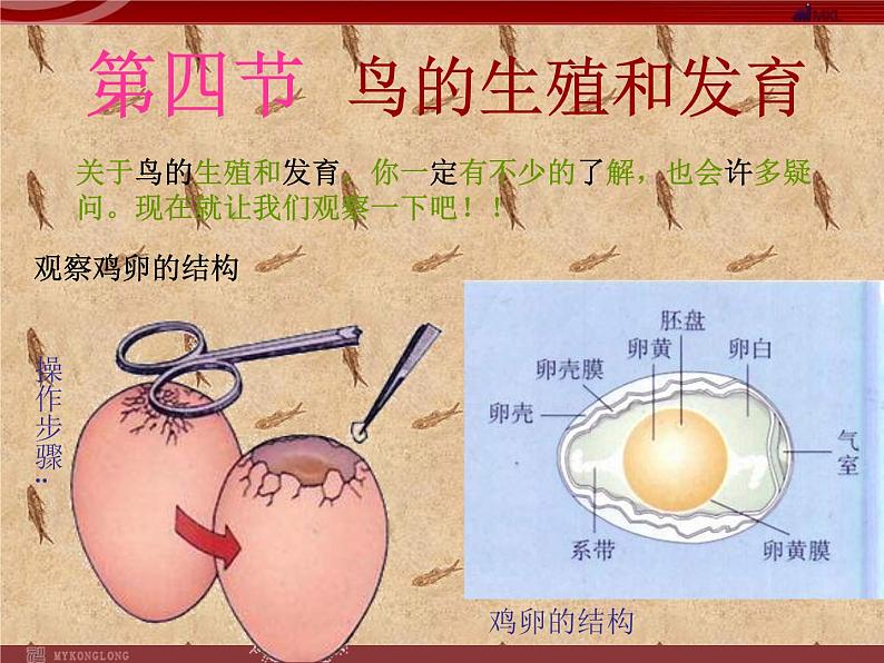 人教版八年级下册 生物：7.1.4 鸟的生殖和发育 课件 课件01