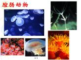 新人教版八年级生物期末复习课件PPT