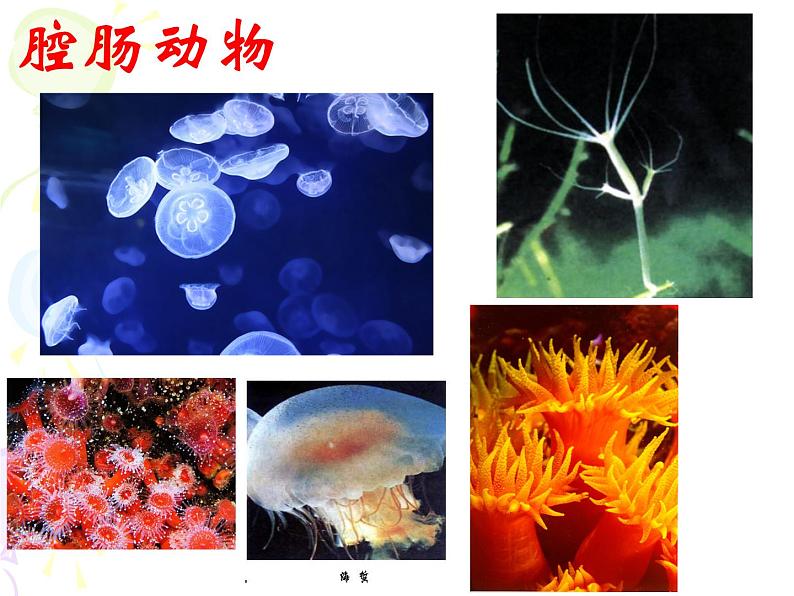 新人教版八年级生物期末复习课件PPT第2页