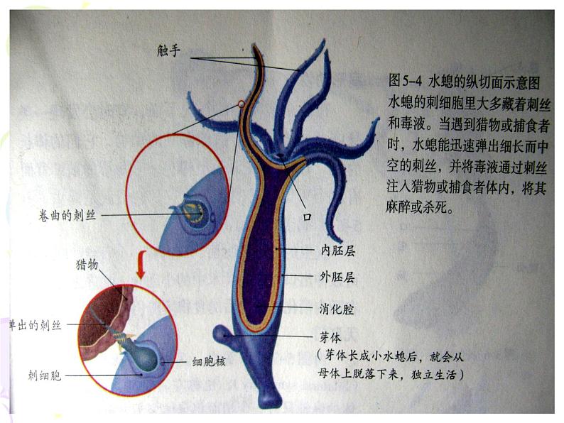 新人教版八年级生物期末复习课件PPT第4页