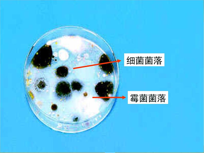 生物八年级上册期末复习课件PPT第8页