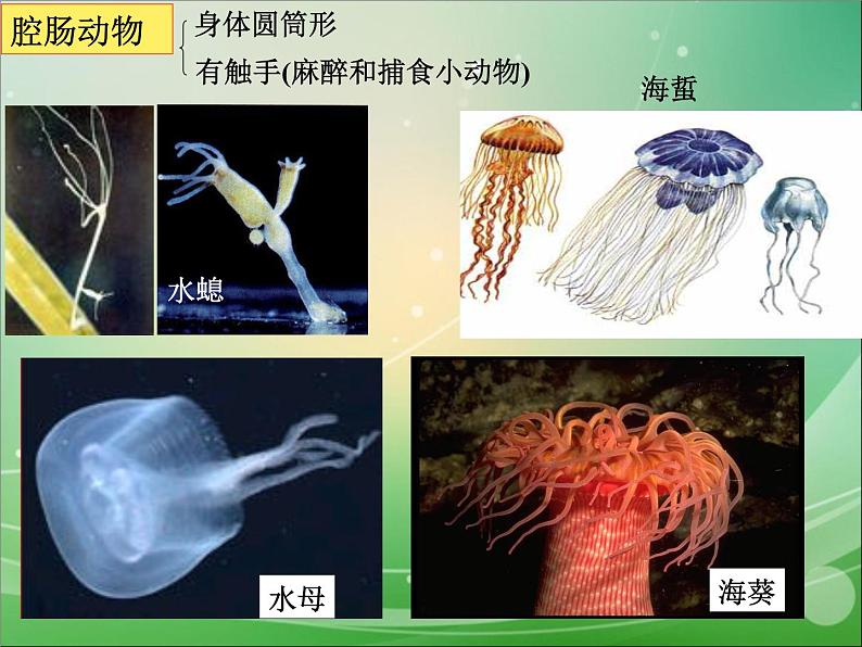 八年级上册生物期末复习 (1)课件PPT07