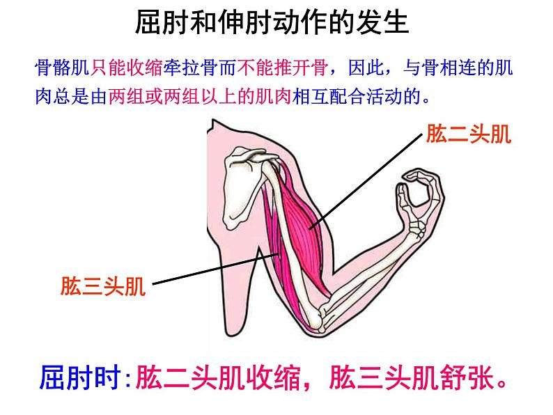 八年级上册生物期末复习提纲_初二生物ppt课件04