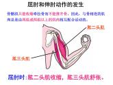 八年级上册生物期末复习提纲_初二生物ppt课件