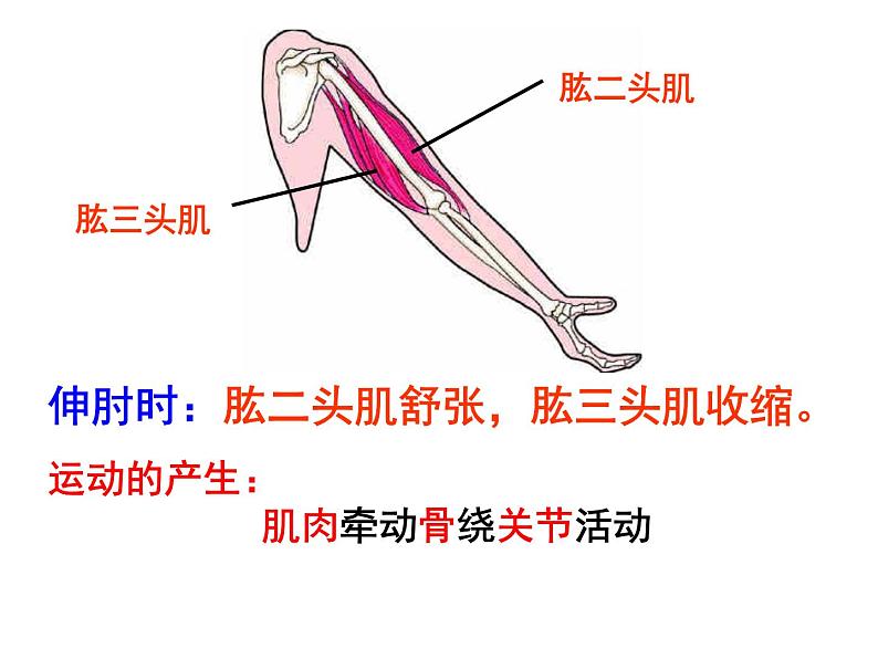 八年级上册生物期末复习提纲_初二生物ppt课件05