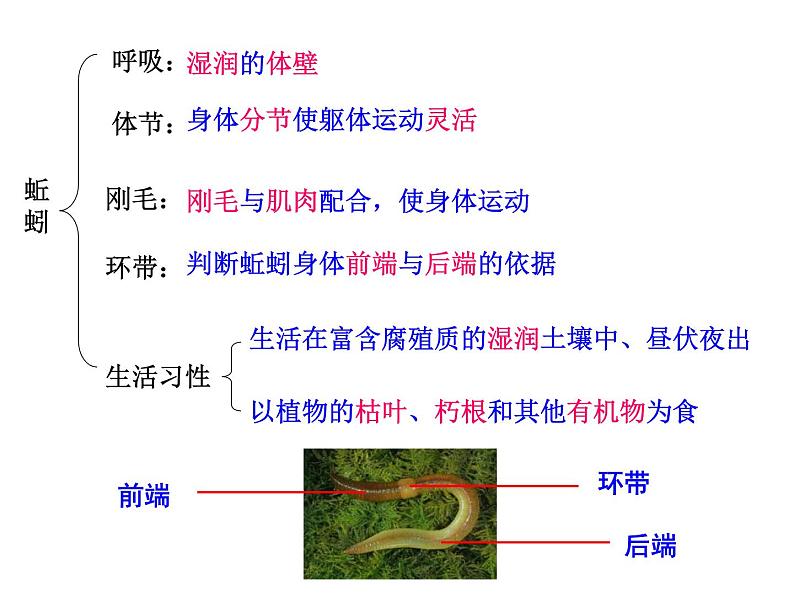 八年级上册生物期末复习提纲_初二生物ppt课件 (1)第5页