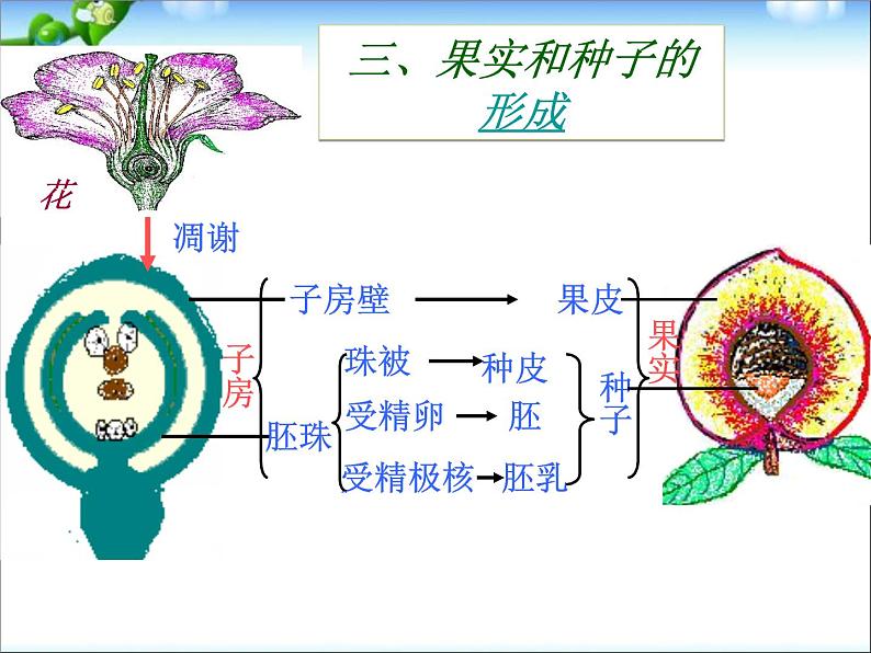 人教版八年级生物下册期末总复习课件PPT第2页