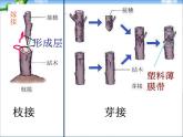 人教版八年级生物下册期末总复习课件PPT