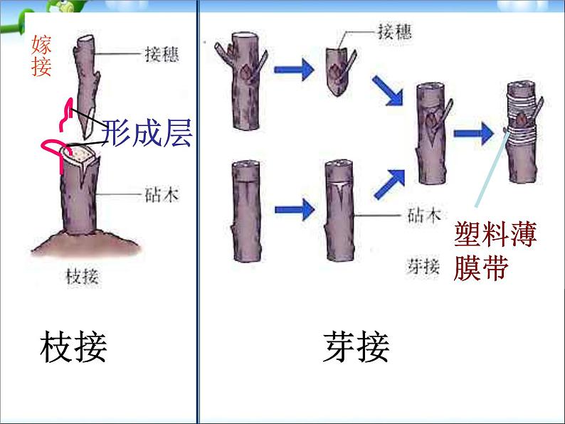 人教版八年级生物下册期末总复习课件PPT第5页