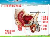 济南版生物八年级上册  4.3.1 婴儿的诞生【课件】