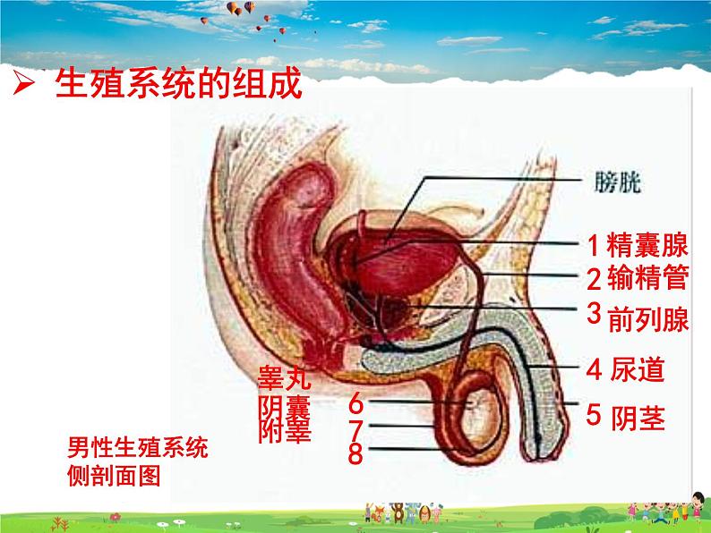 济南版生物八年级上册  4.3.1 婴儿的诞生【课件】02