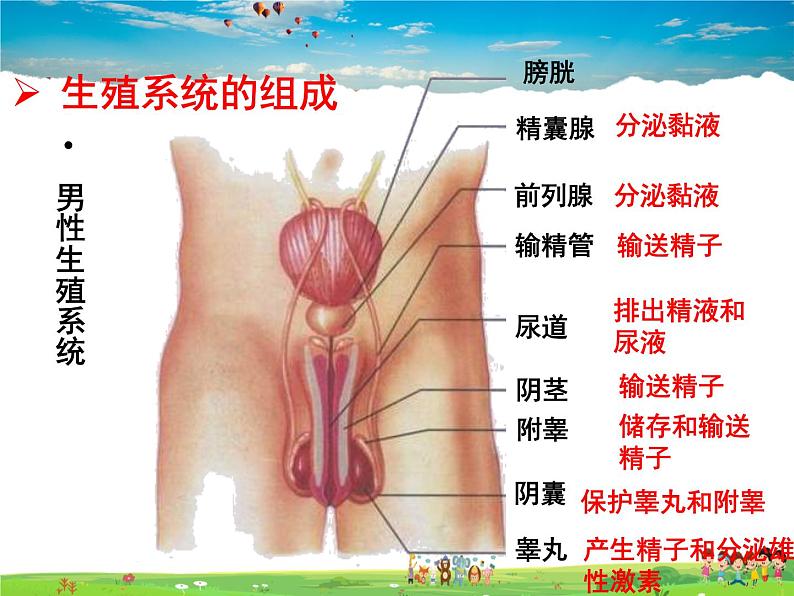 济南版生物八年级上册  4.3.1 婴儿的诞生【课件】03