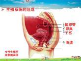 济南版生物八年级上册  4.3.1 婴儿的诞生【课件】