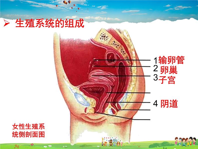 济南版生物八年级上册  4.3.1 婴儿的诞生【课件】04