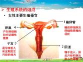 济南版生物八年级上册  4.3.1 婴儿的诞生【课件】