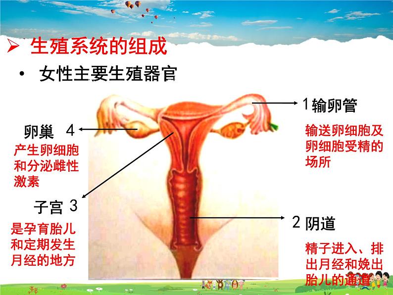 济南版生物八年级上册  4.3.1 婴儿的诞生【课件】05