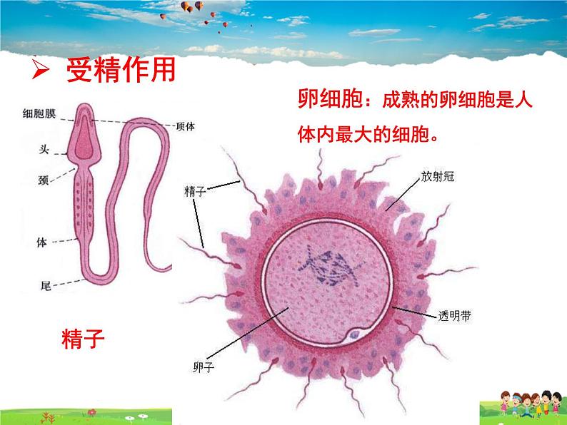 济南版生物八年级上册  4.3.1 婴儿的诞生【课件】07