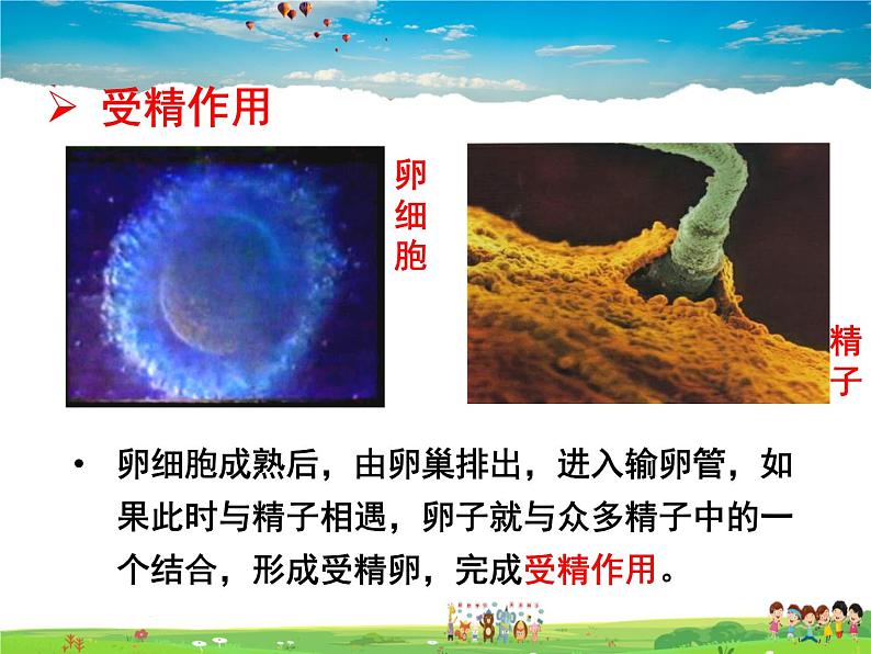 济南版生物八年级上册  4.3.1 婴儿的诞生【课件】08