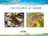 生物对环境的适应与影响PPT课件免费下载