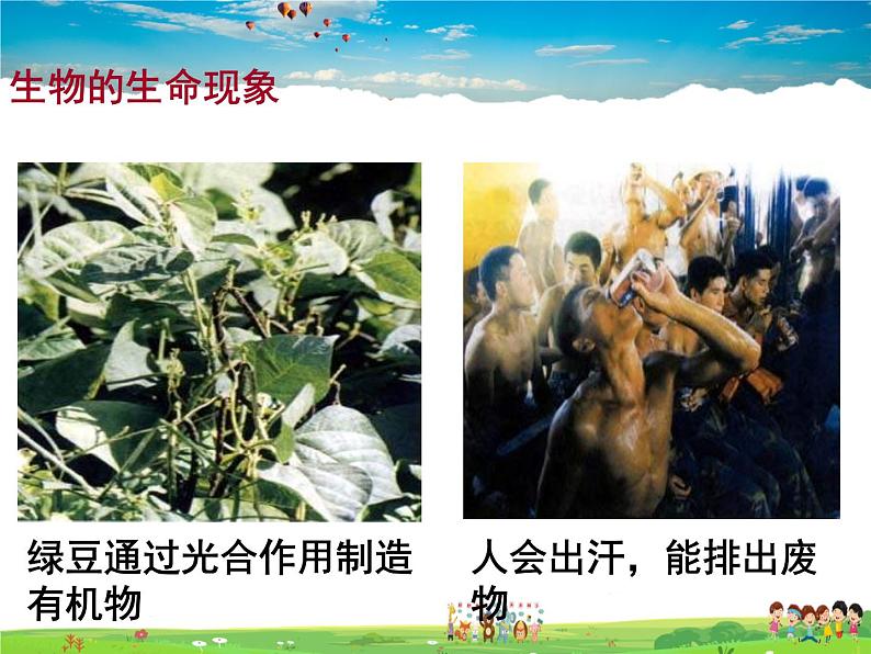 生物的基本特征PPT课件免费下载05