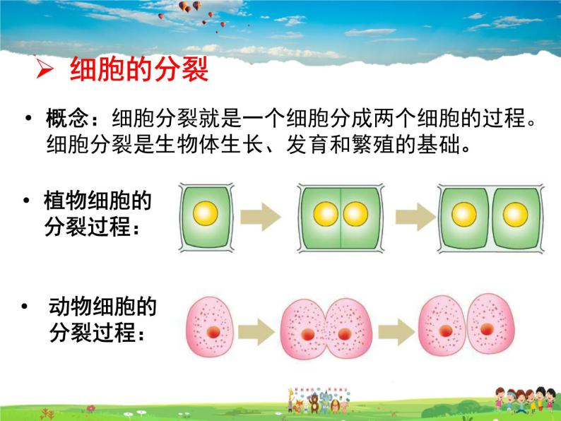 济南版生物七年级上册  1.2.2 细胞的分裂与分化【课件】03