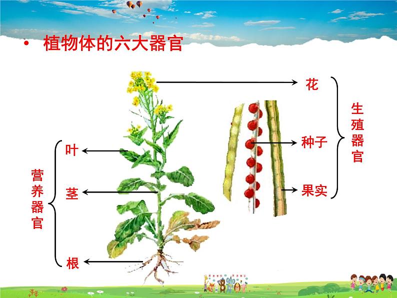 济南版生物七年级上册  1.2.3 多细胞生物体的结构层次【课件】03