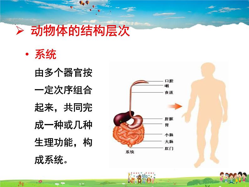 济南版生物七年级上册  1.2.3 多细胞生物体的结构层次【课件】07