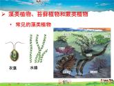 济南版生物七年级上册  2.1.1 绿色植物的主要类群【课件】