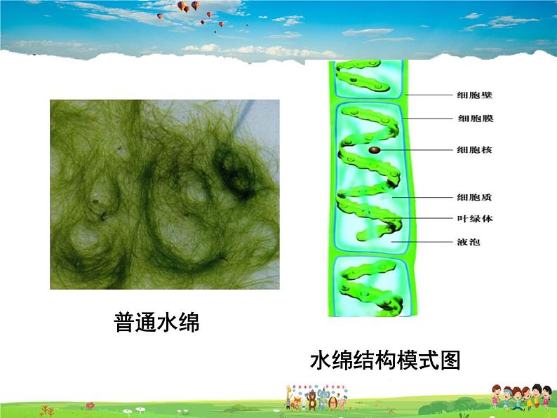 济南版生物七年级上册  2.1.1 绿色植物的主要类群【课件】第4页