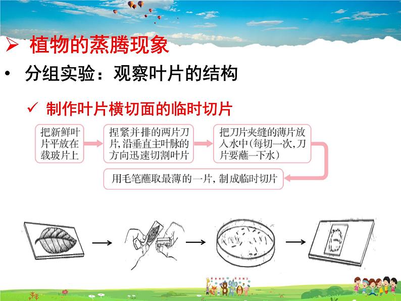 济南版生物七年级上册  2.1.2  绿色植物的蒸腾作用【课件】05