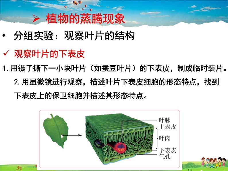 济南版生物七年级上册  2.1.2  绿色植物的蒸腾作用【课件】06
