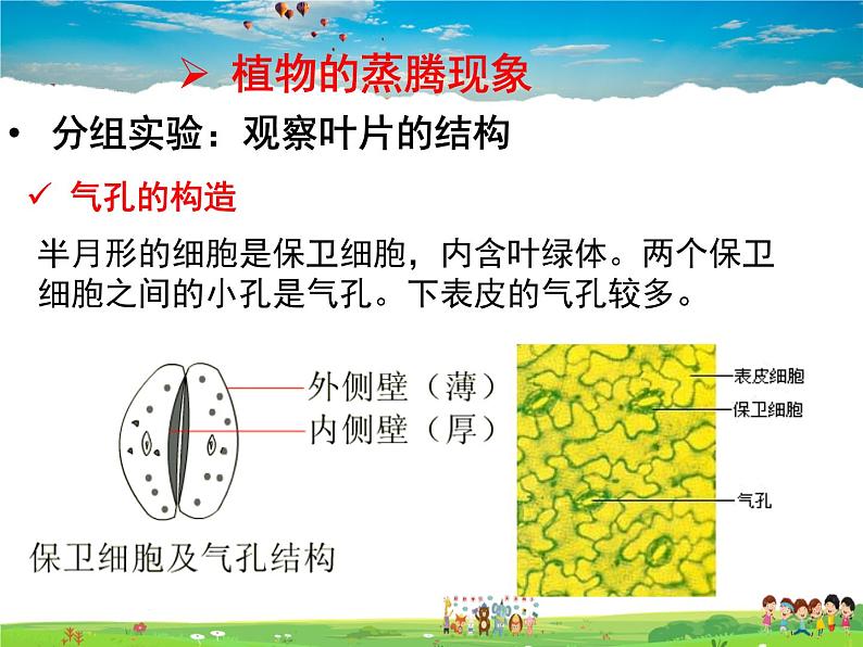 济南版生物七年级上册  2.1.2  绿色植物的蒸腾作用【课件】08