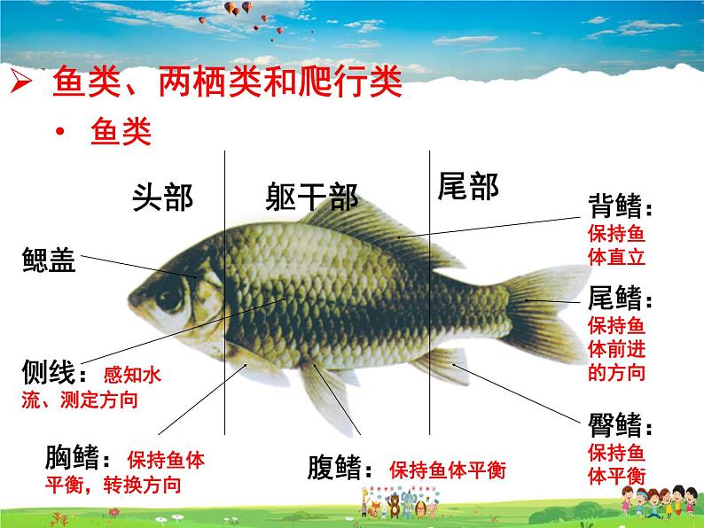 济南版生物七年级上册  2.2.2  脊椎动物的主要类群【课件】02