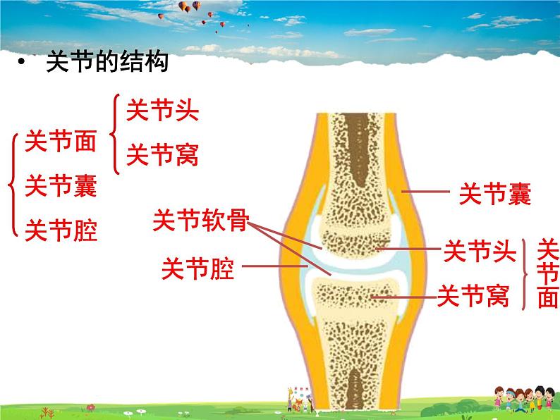 济南版生物七年级上册  2.2.3  动物的运动【课件】06