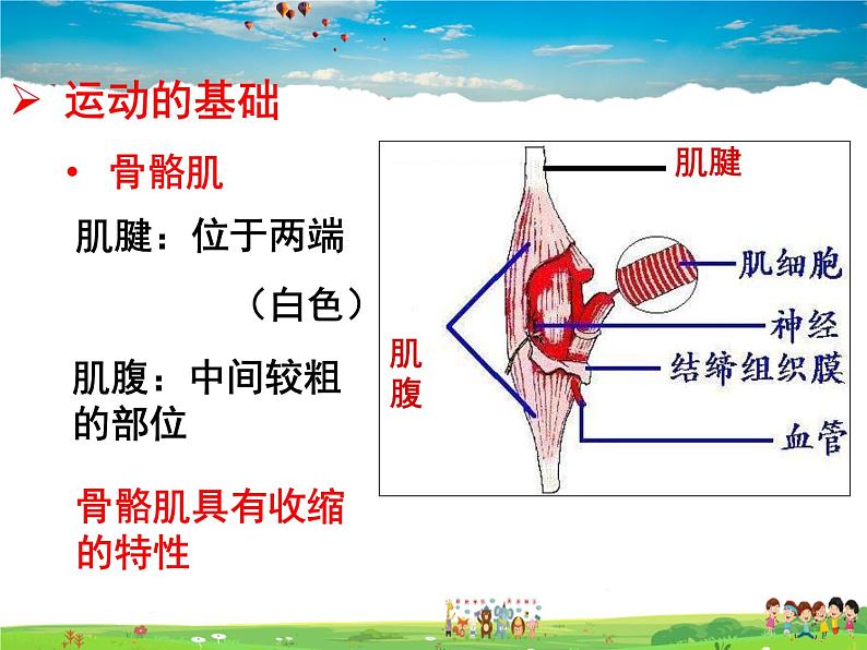 济南版生物七年级上册  2.2.3  动物的运动【课件】08