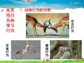 济南版生物七年级上册  2.2.4  动物的行为【课件】