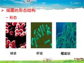 济南版生物七年级上册  2.3.2 细菌【课件】