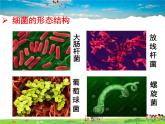济南版生物七年级上册  2.3.2 细菌【课件】
