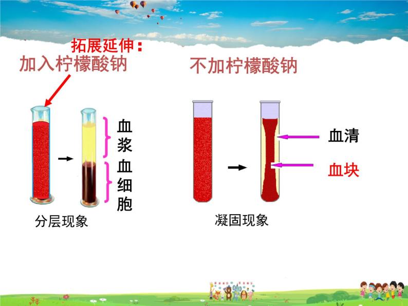 济南版生物七年级下册  3.3.1物质运输的载体【课件】05