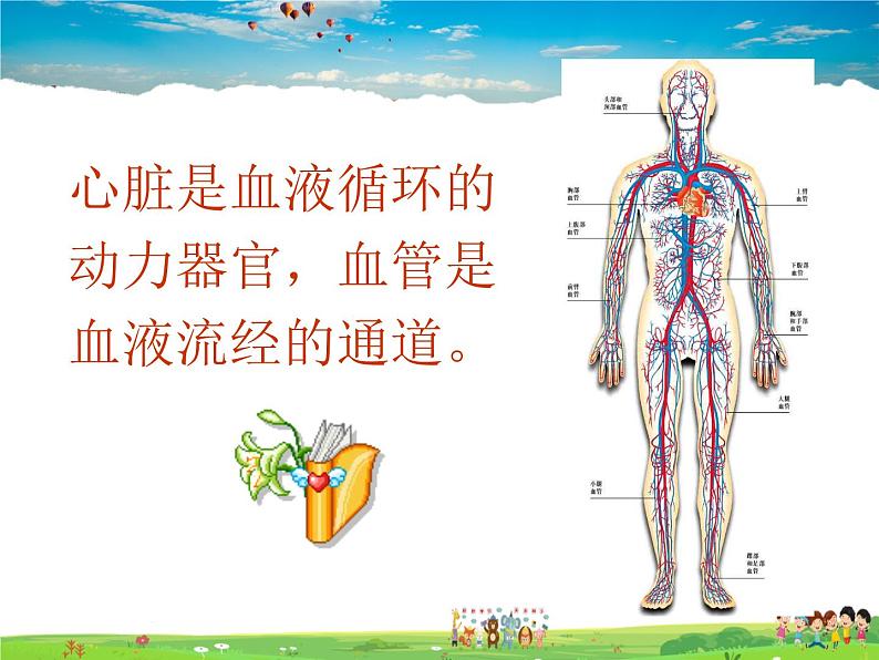 物质运输的器官PPT课件免费下载02