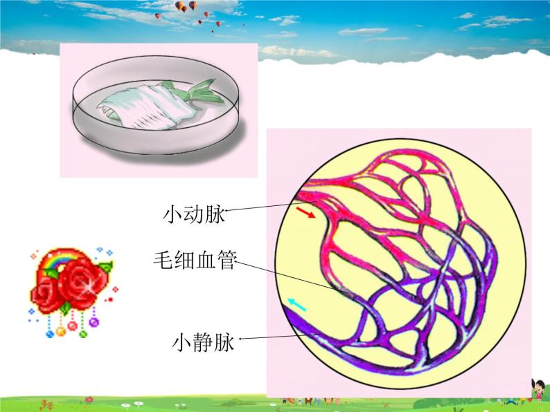 物质运输的器官PPT课件免费下载04