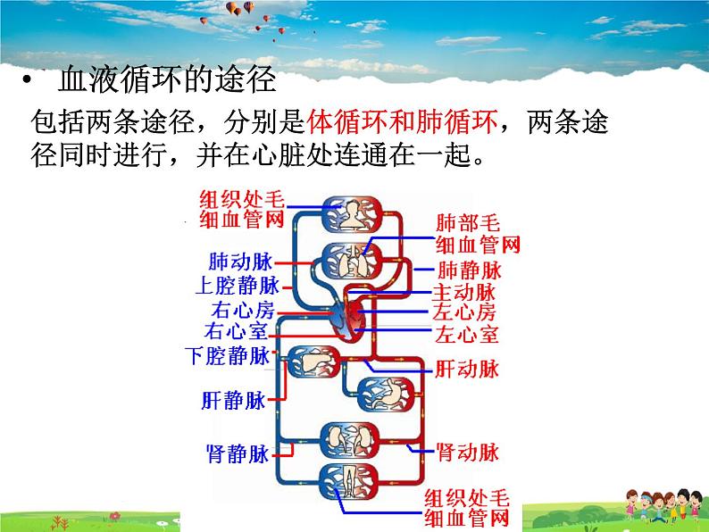 物质运输的途径PPT课件免费下载05